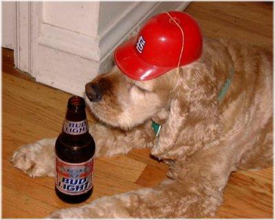 Everyone is Celebrating the Cards making the Playoffs!